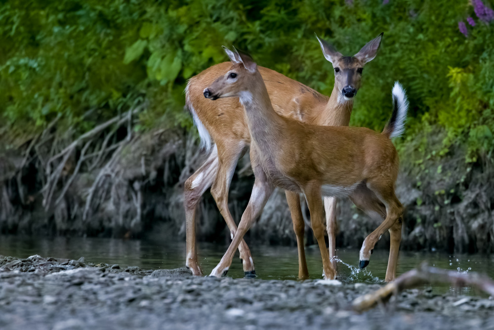 Introduction to Wildlife Photography: In the Field | Humber_River-27.jpg