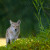 Introduction to Wildlife Photography: In the Field | humber_river-51.jpg