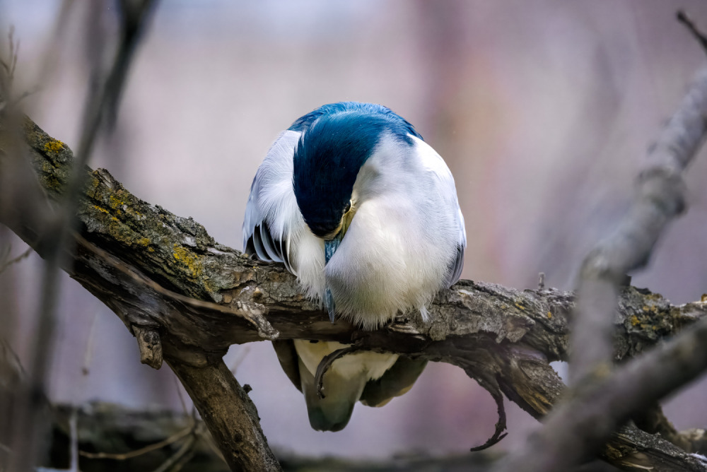 Introduction to Wildlife Photography: In the Field | _MR53296-2-Edit.jpg