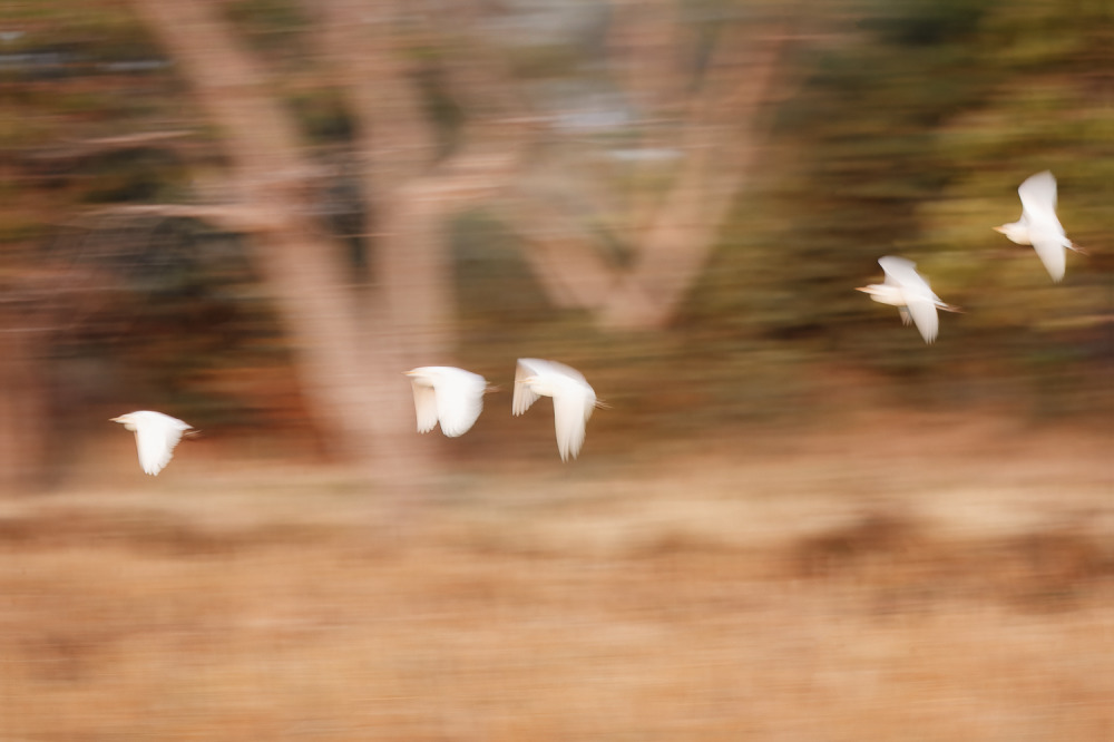 Classic Collection: Wildlife-Above the Ground