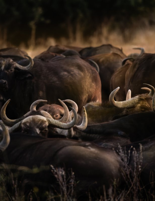 Buffalo.jpg